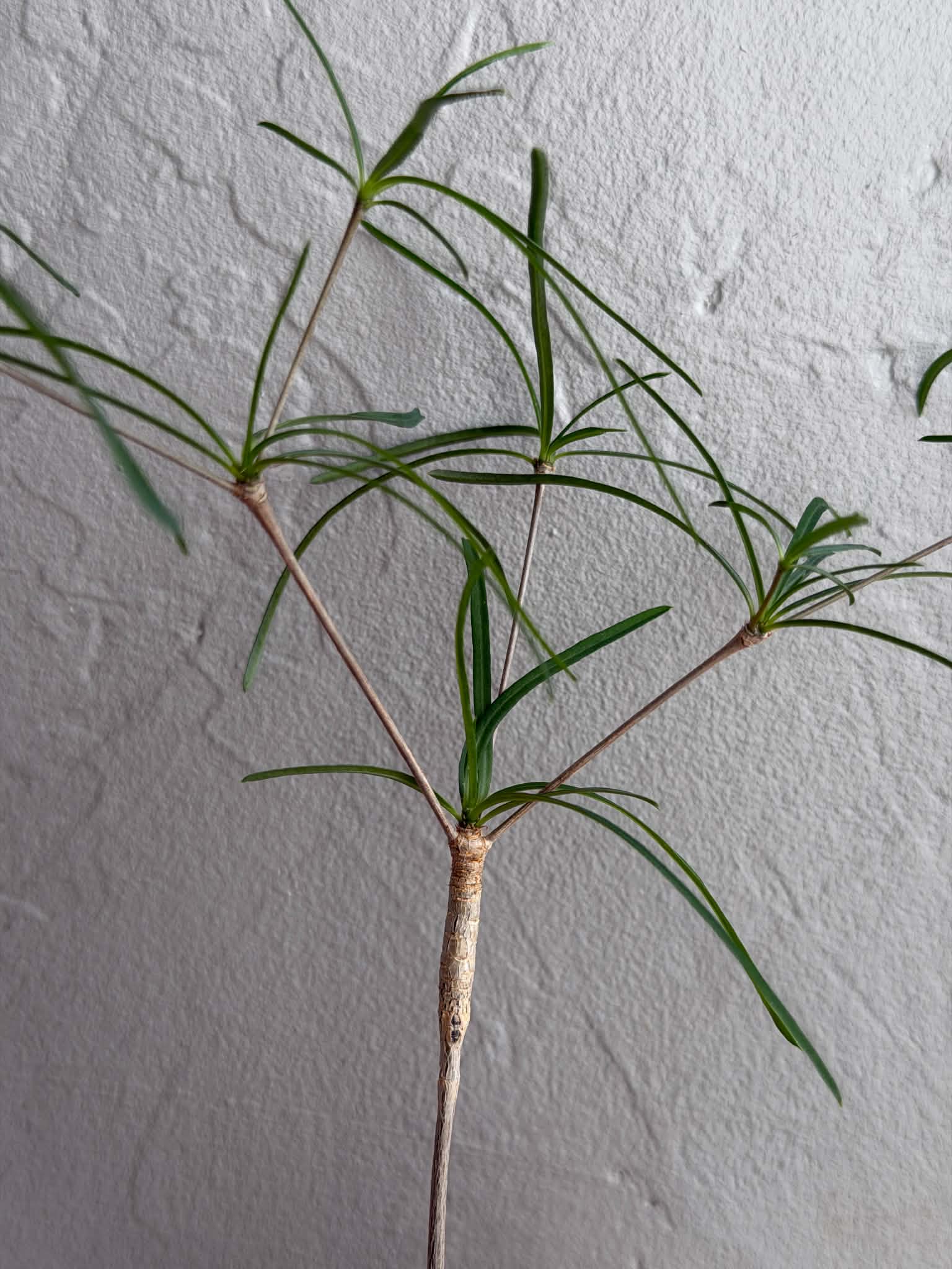 Euphorbia hedyotoides - Image 4