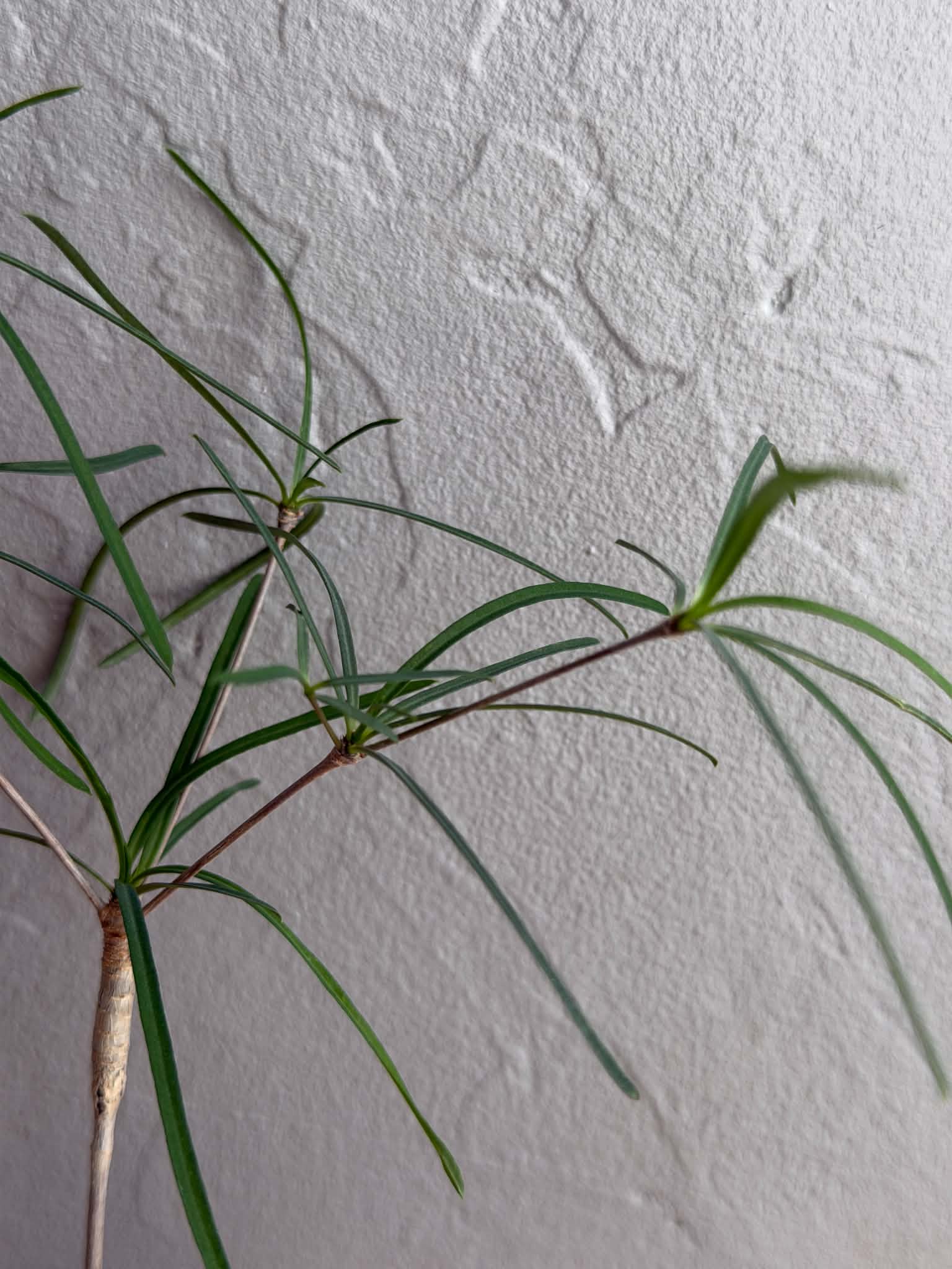 Euphorbia hedyotoides - Image 2