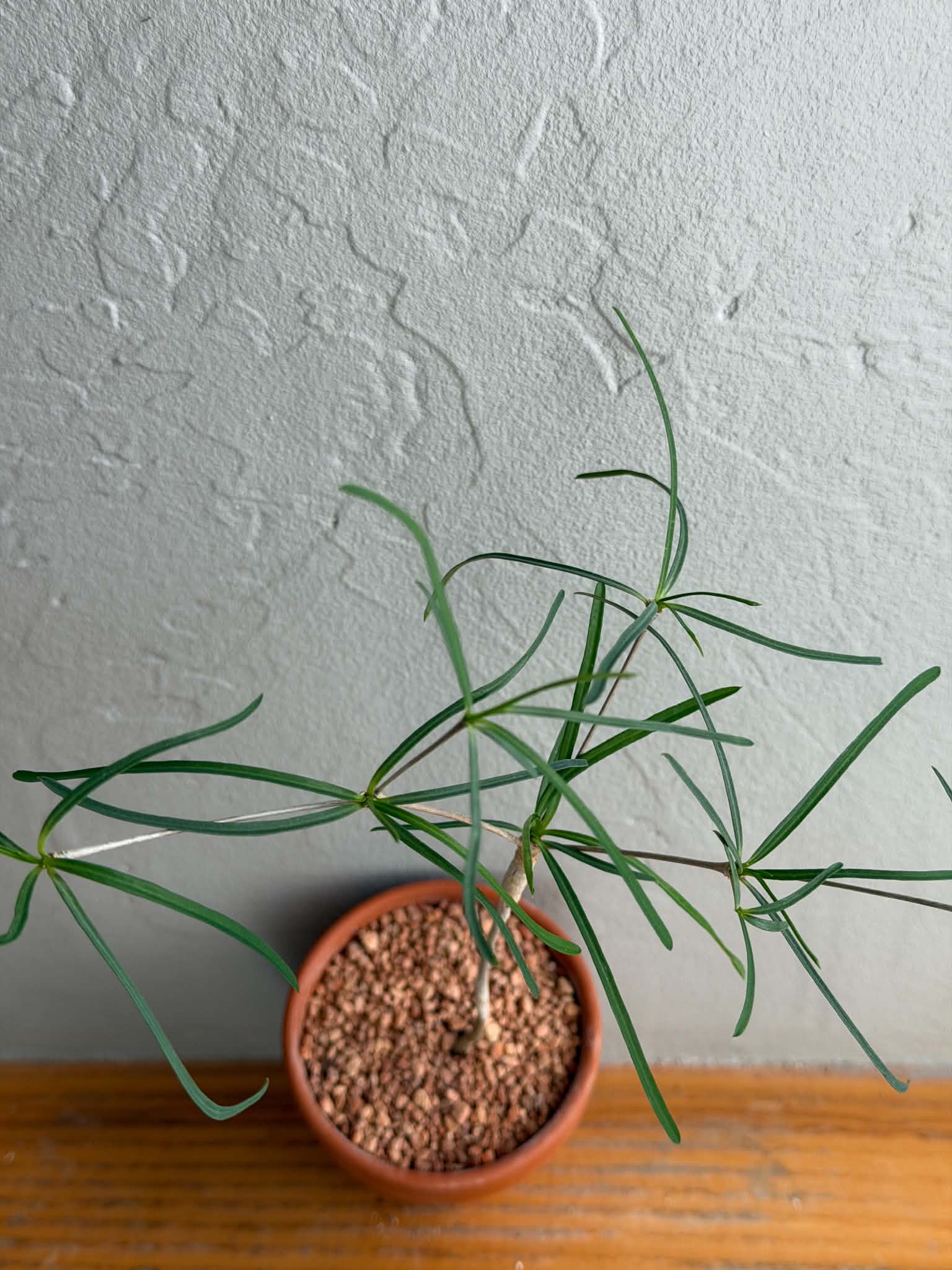 Euphorbia hedyotoides - Image 3