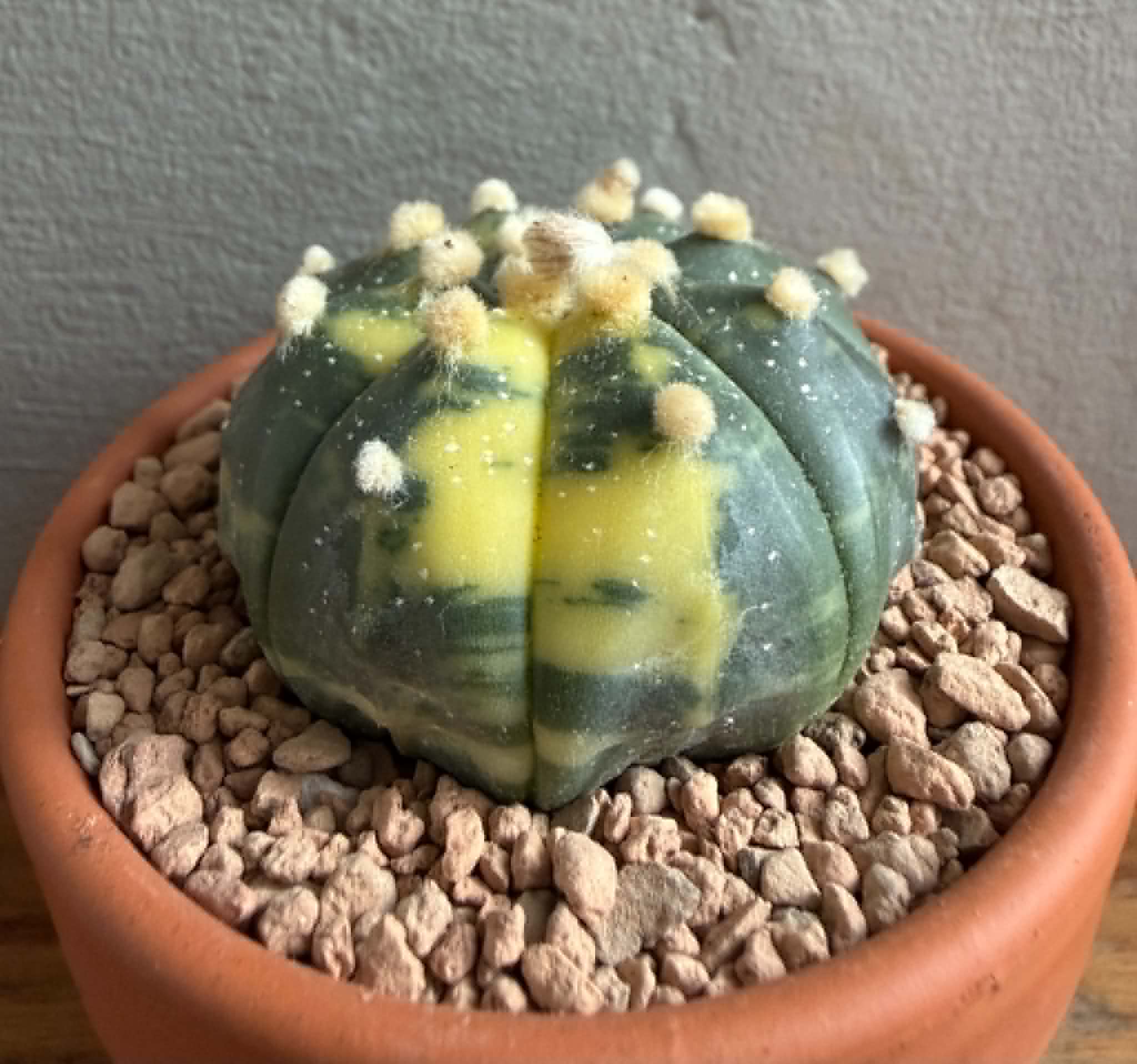 Astrophytum asterias f. variegata