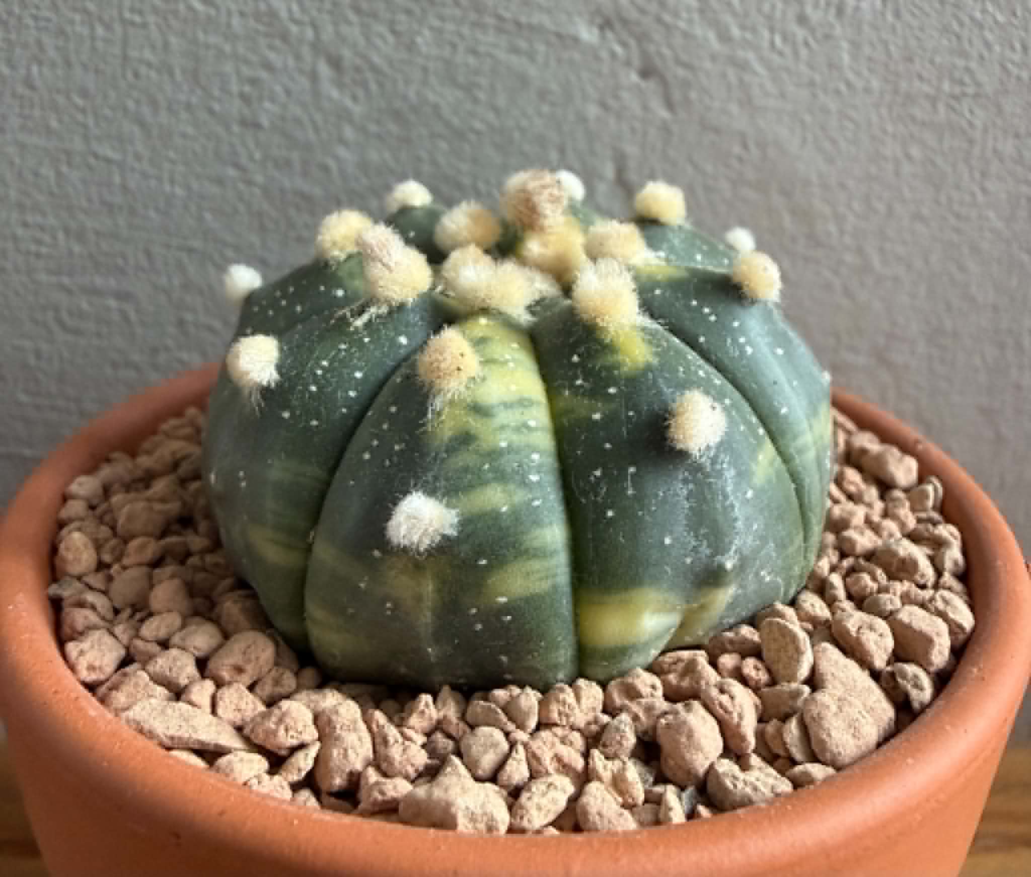 Astrophytum asterias f. variegata - Image 3