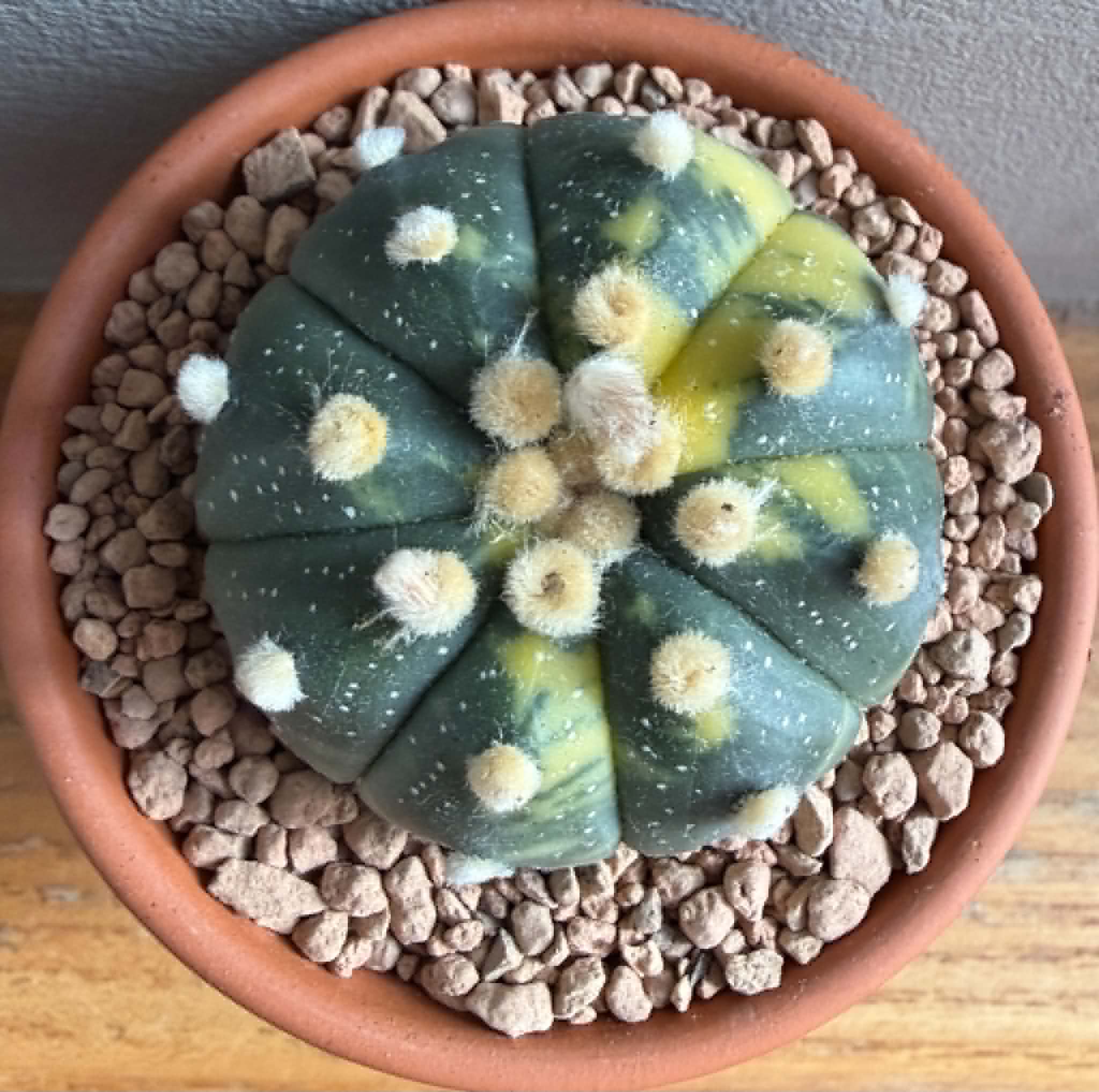 Astrophytum asterias f. variegata - Image 2