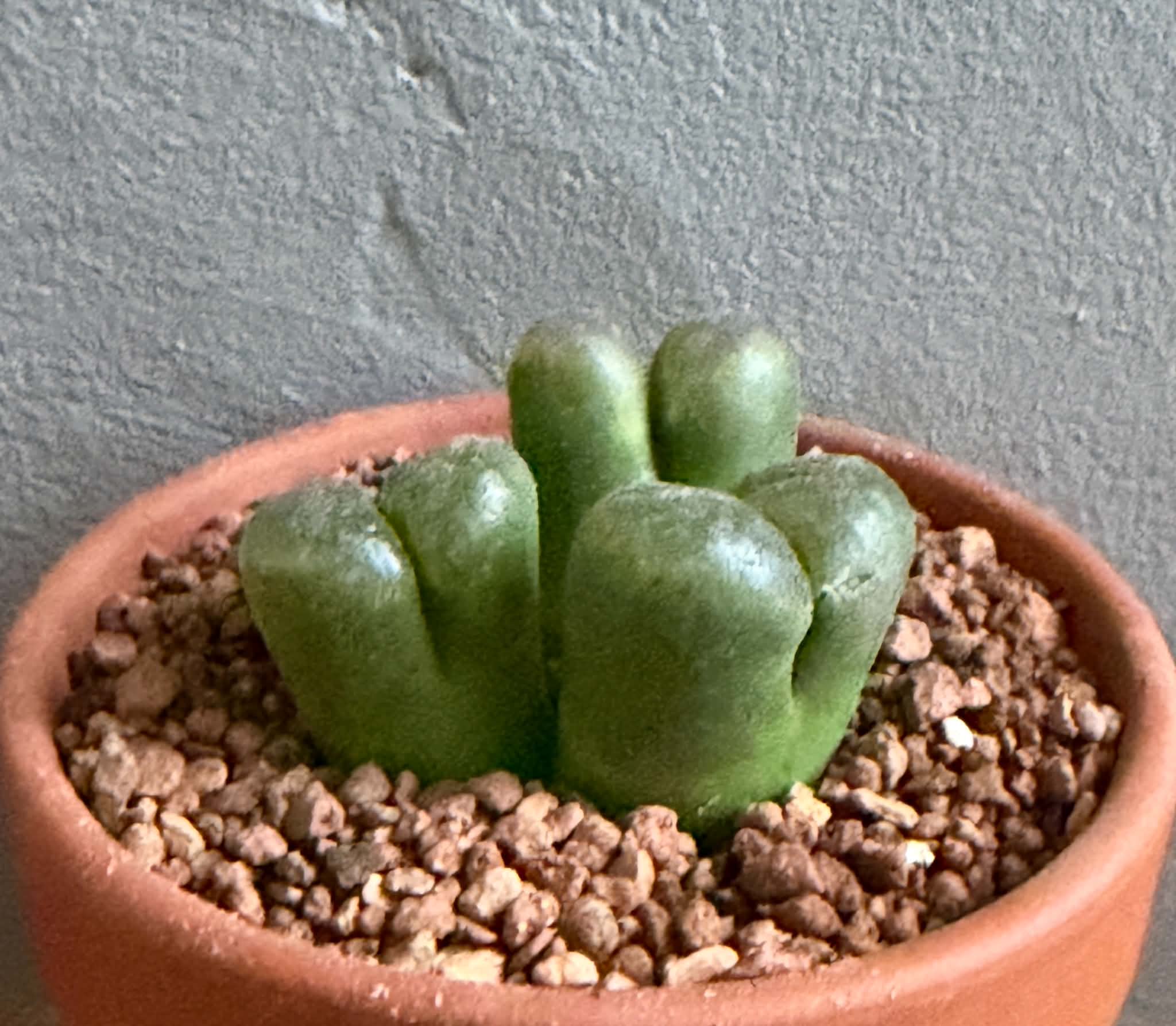 Ophthalmophyllum lydiae (Conophytum)Springbok, South Africa - Image 2