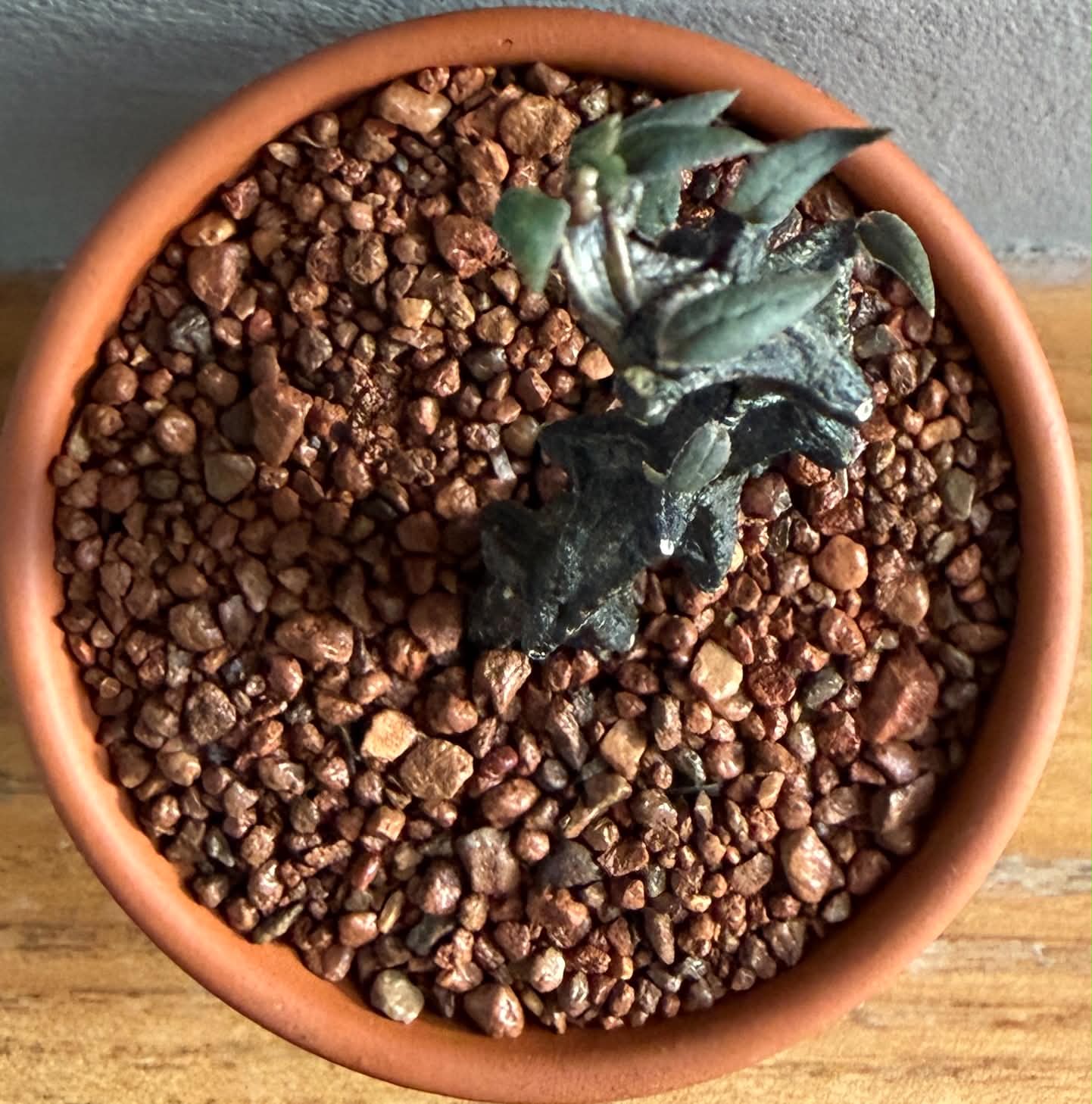 Ceropegia bosseri - Image 3
