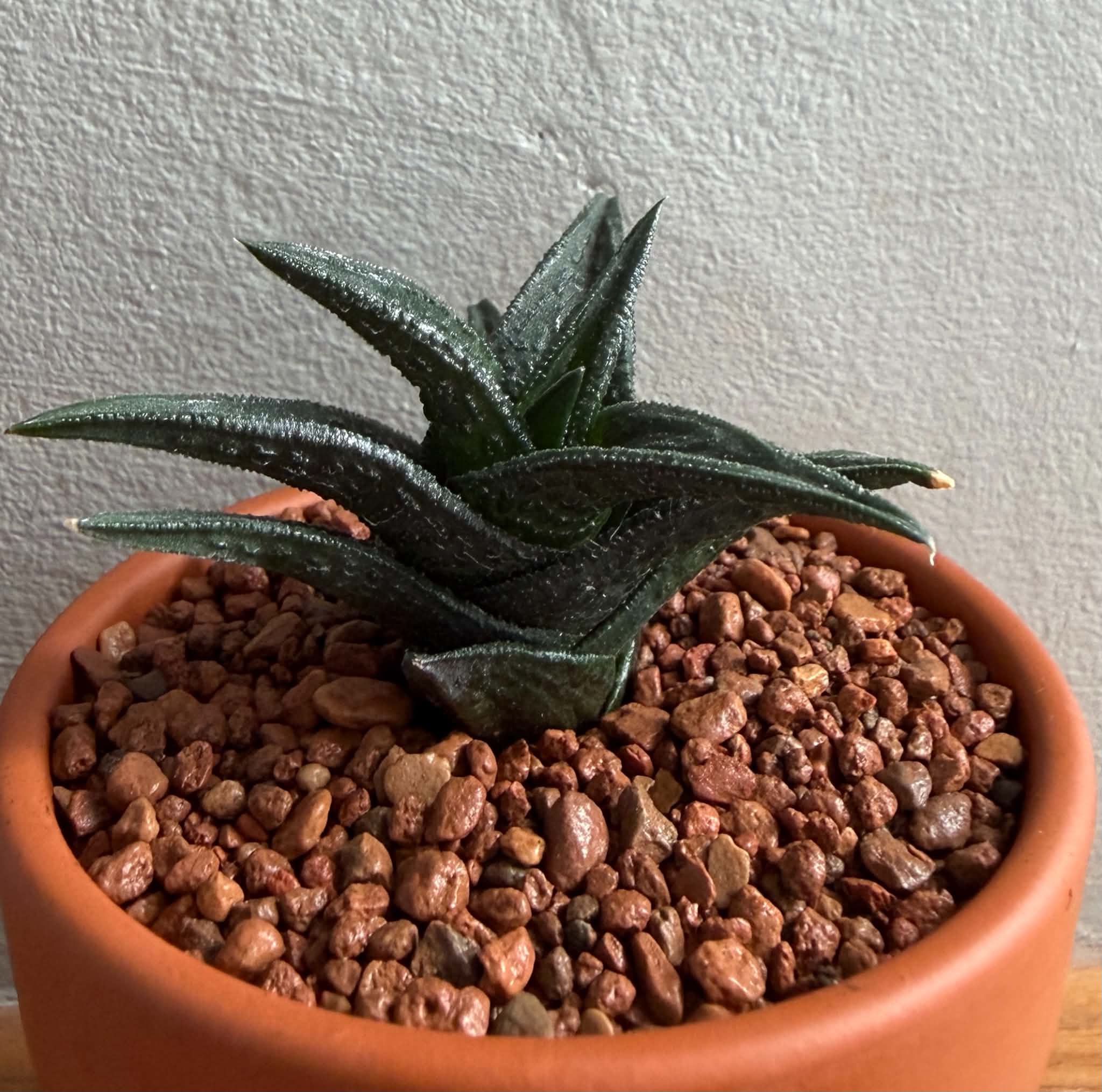 Haworthia nigra