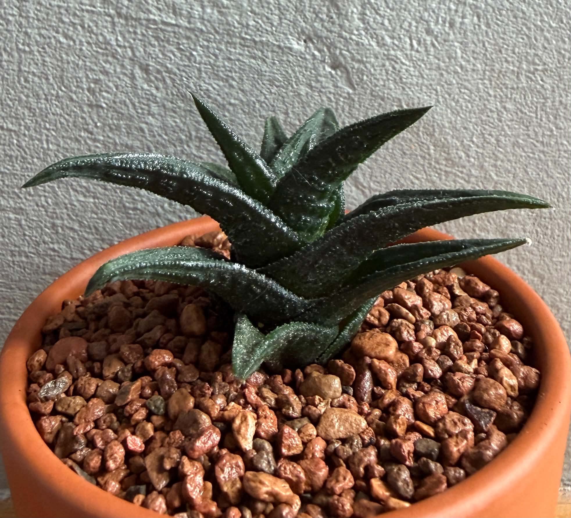 Haworthia nigra - Image 2