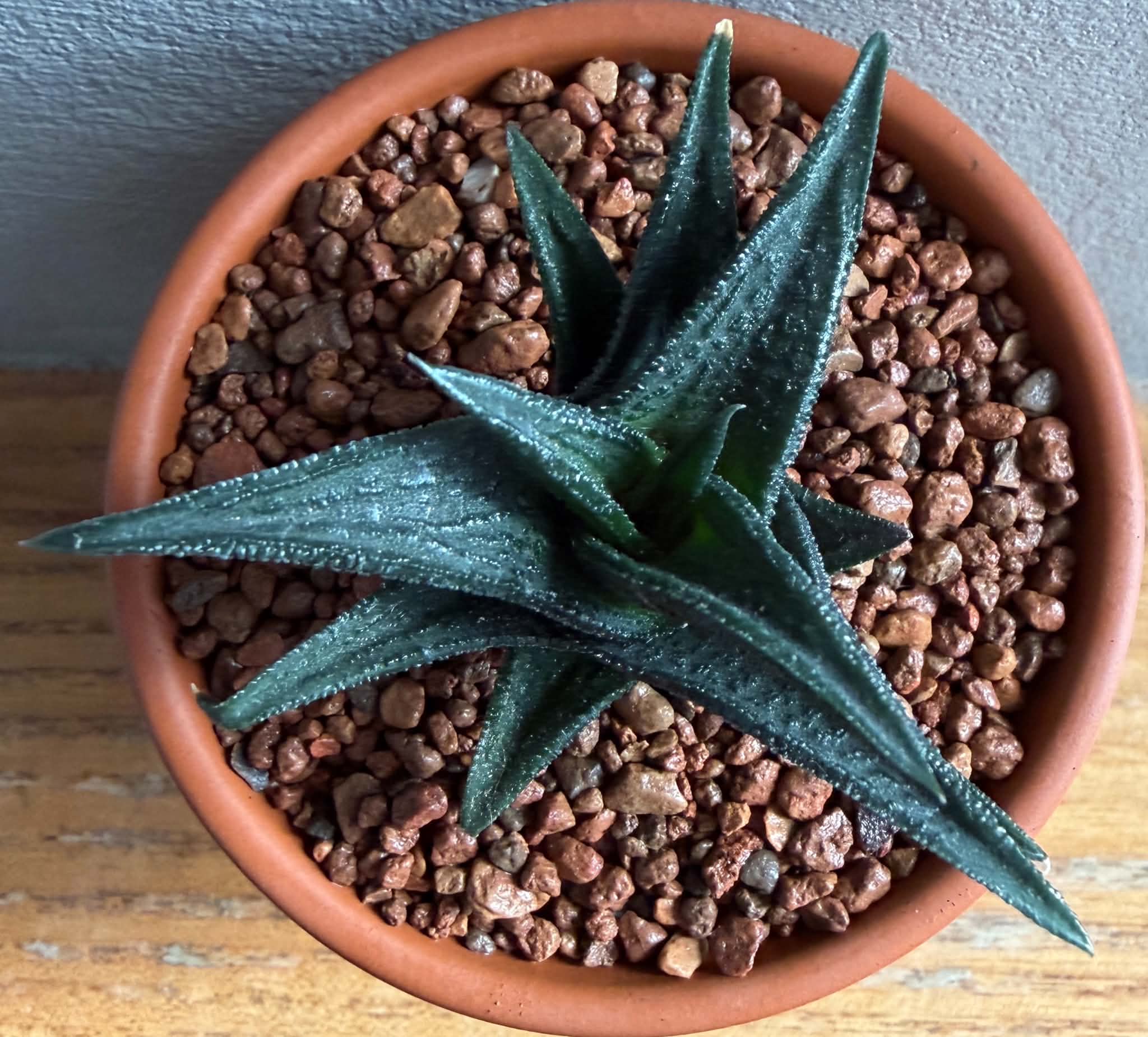 Haworthia nigra - Image 3