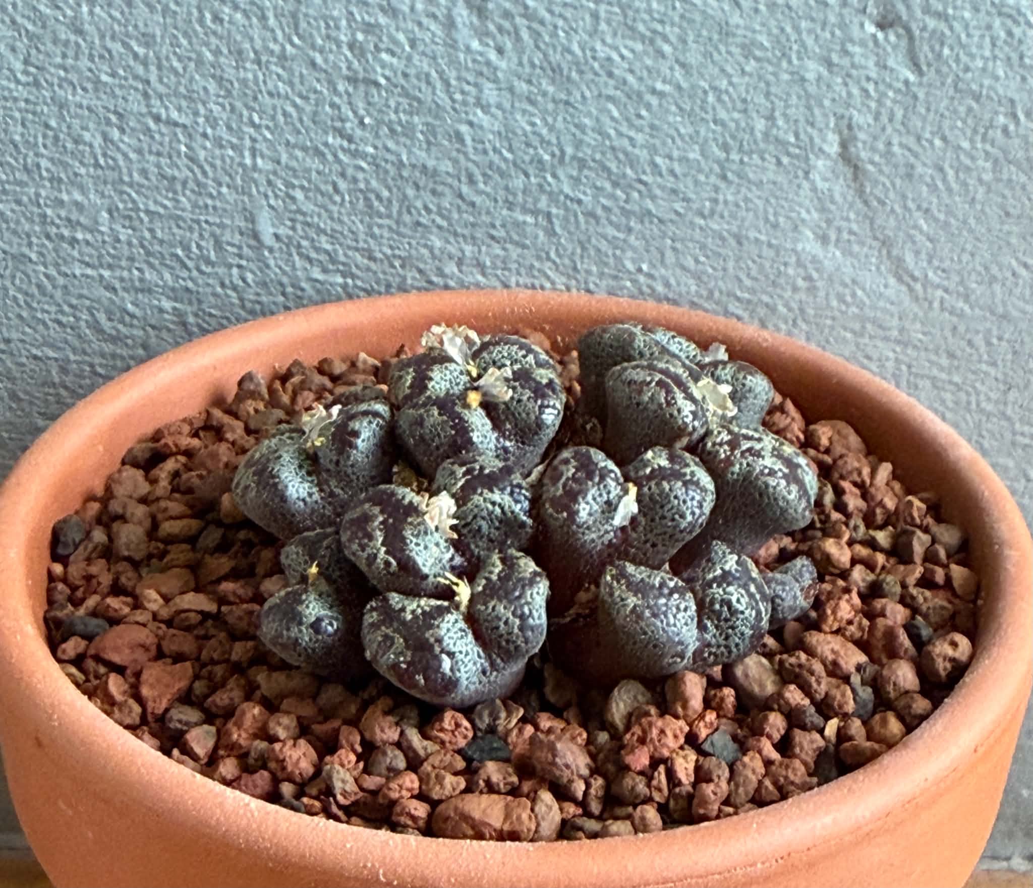 Conophytum pellucidum