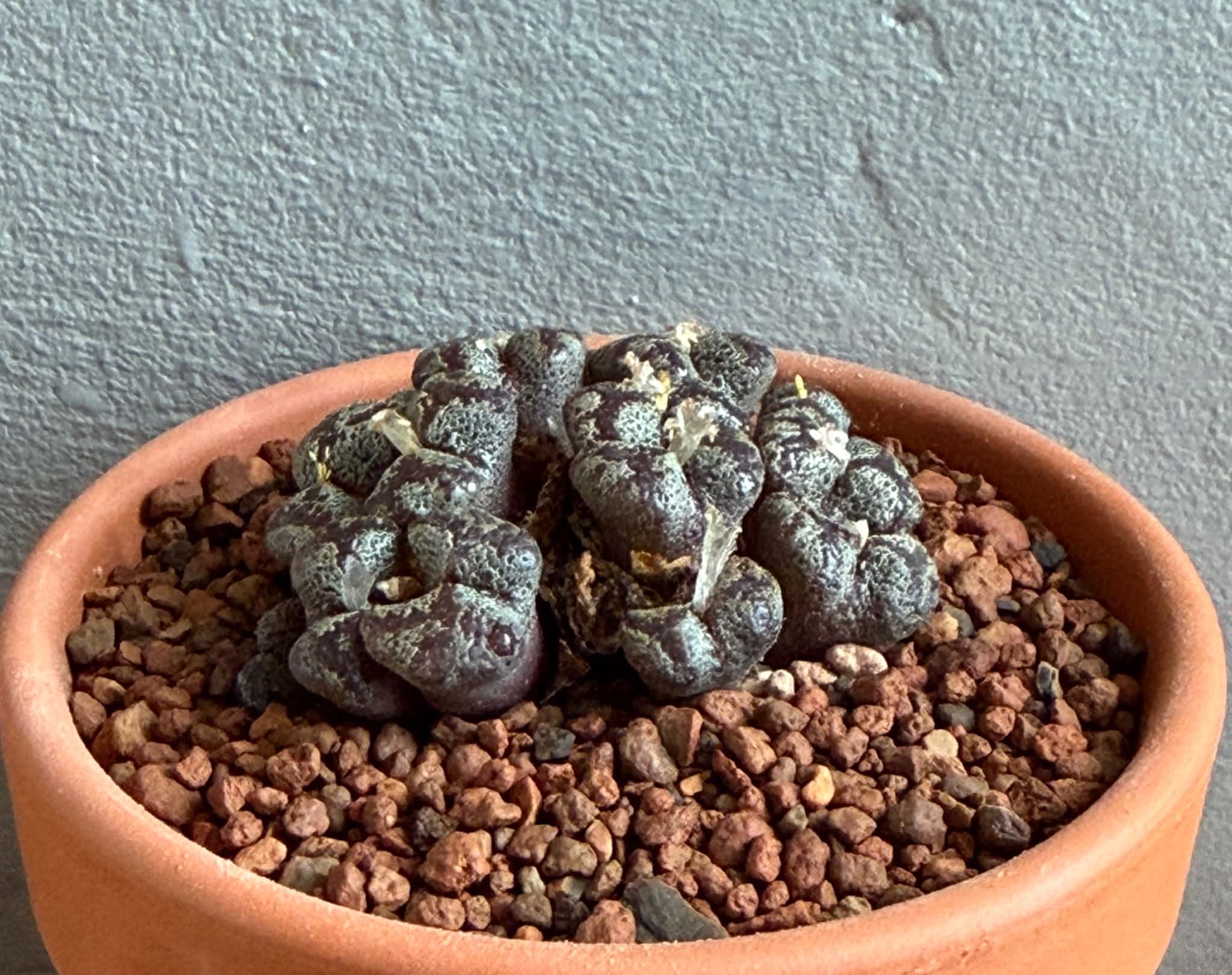 Conophytum pellucidum - Image 2