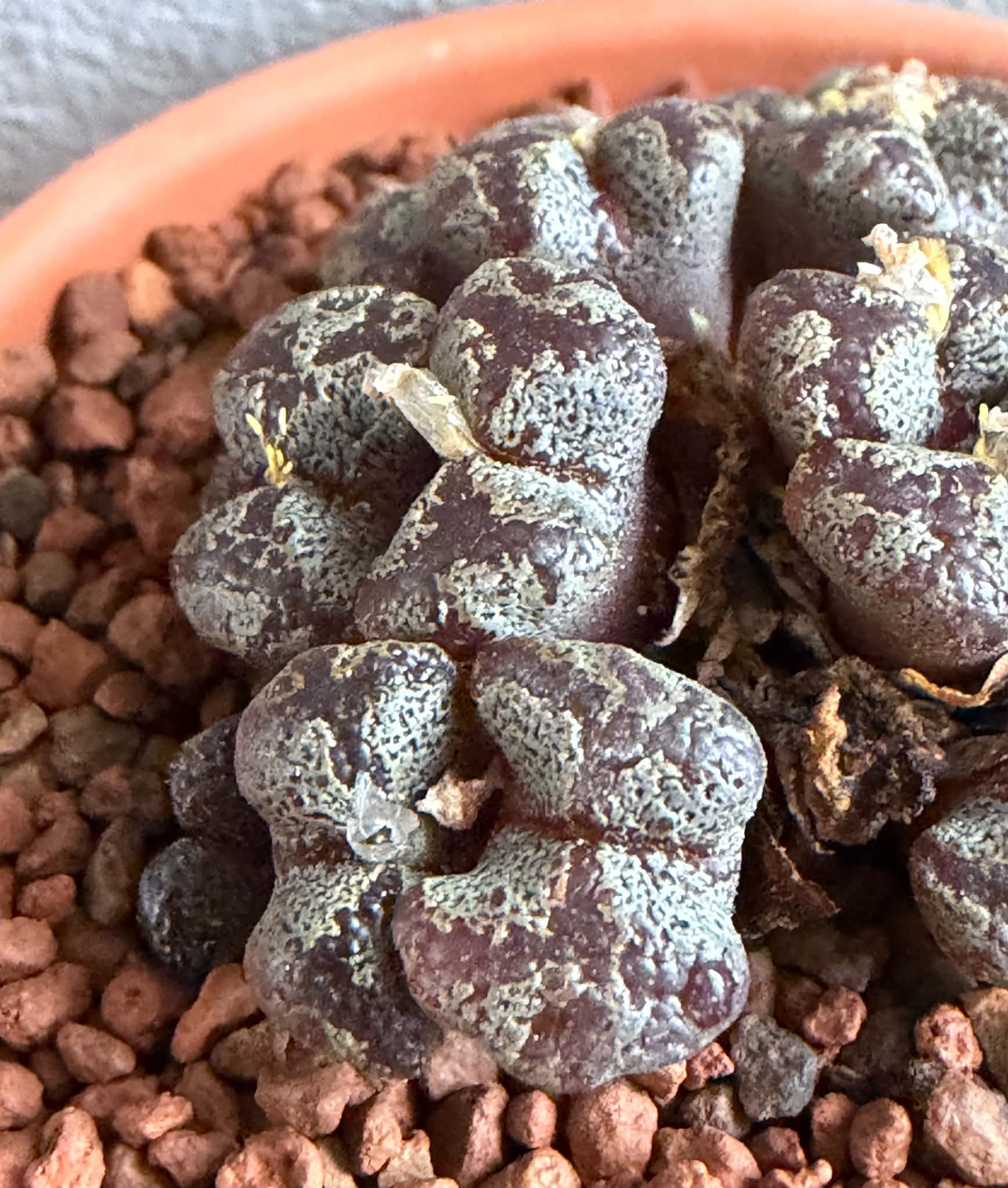 Conophytum pellucidum - Image 3