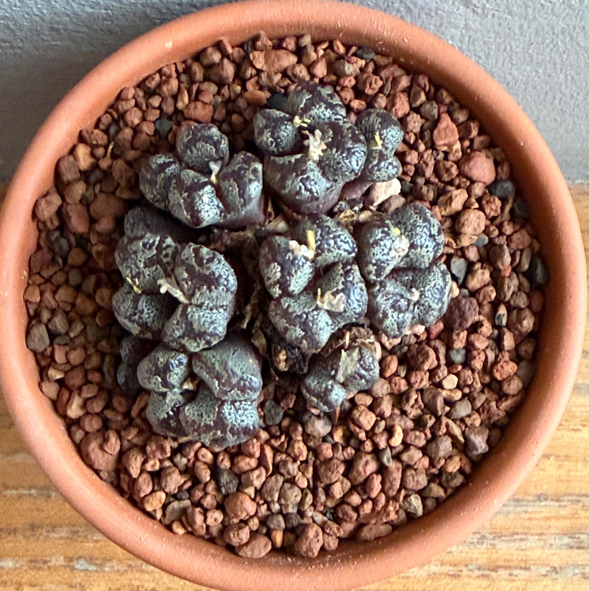 Conophytum pellucidum - Image 4