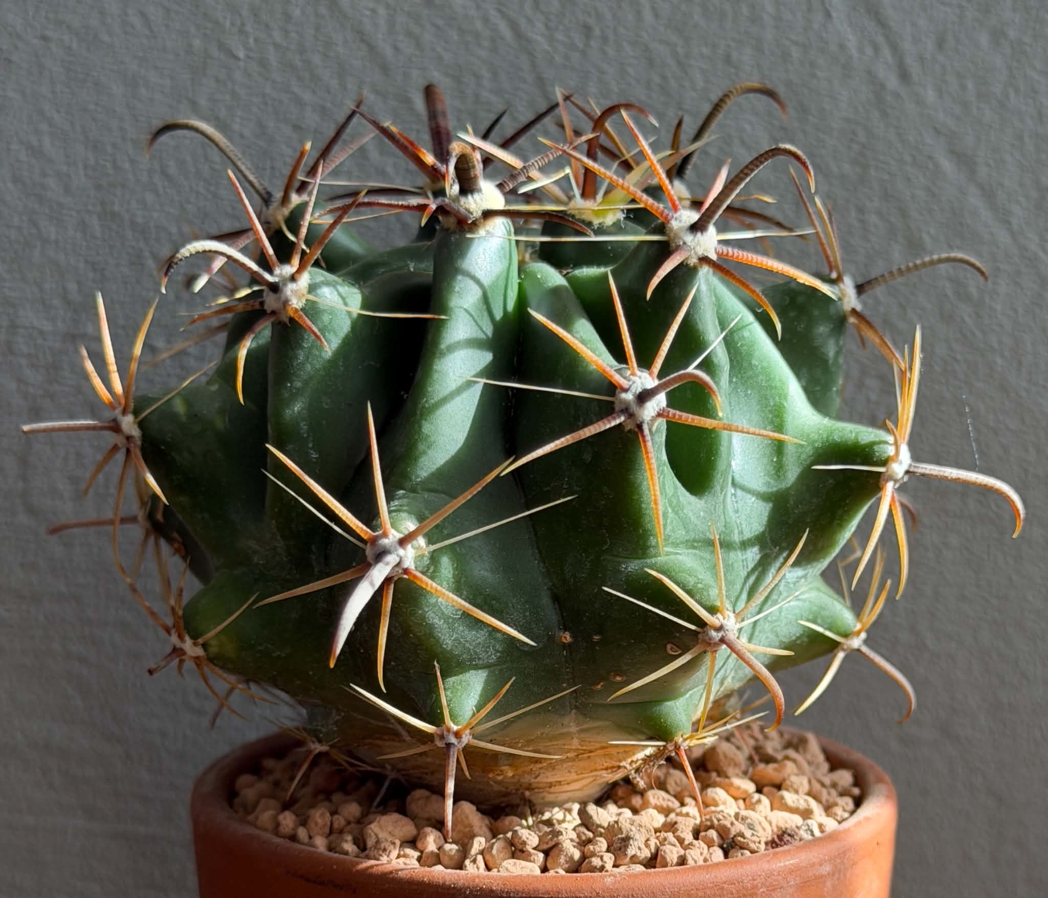 Ferocactus horridus