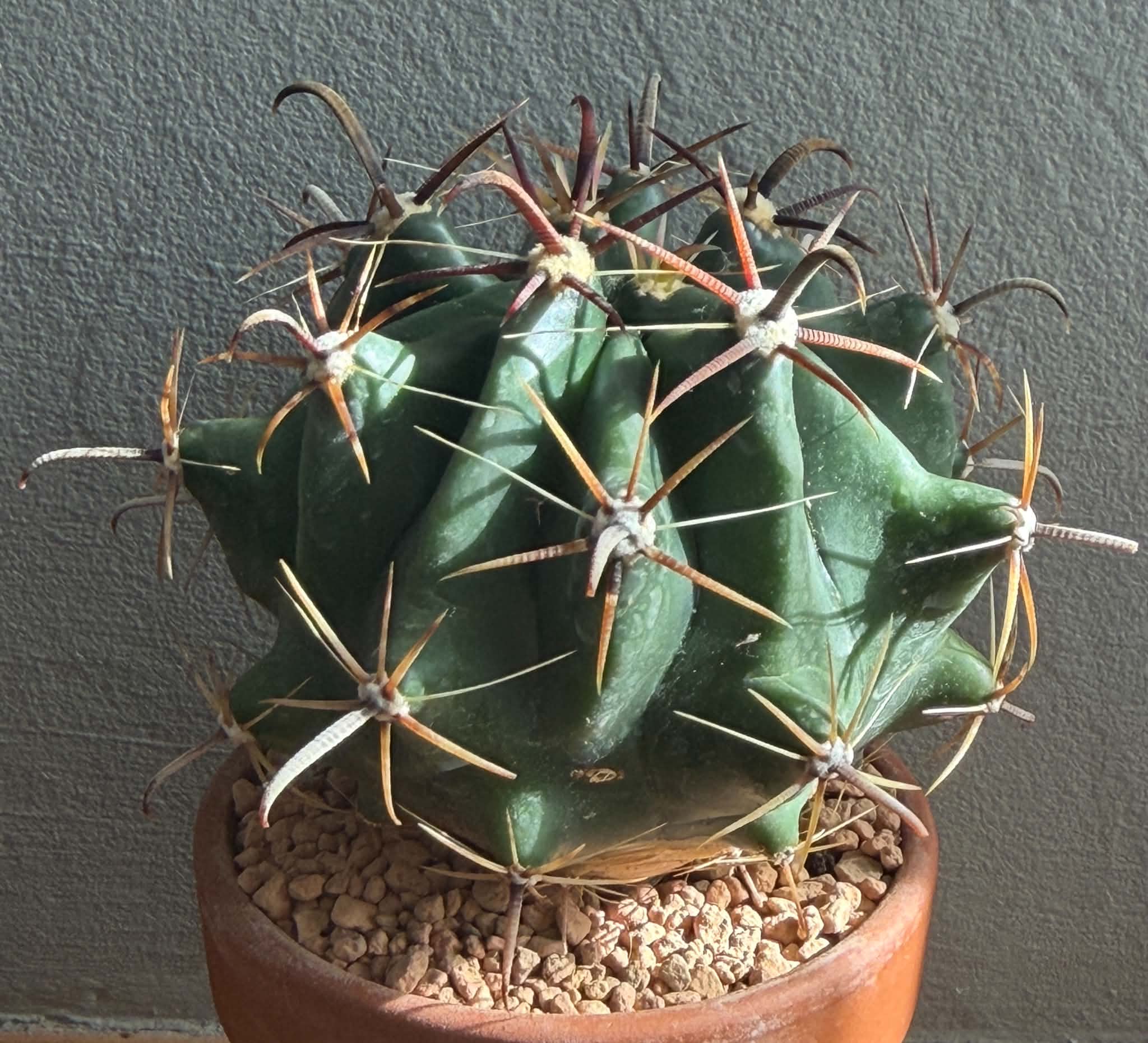 Ferocactus horridus - Image 3