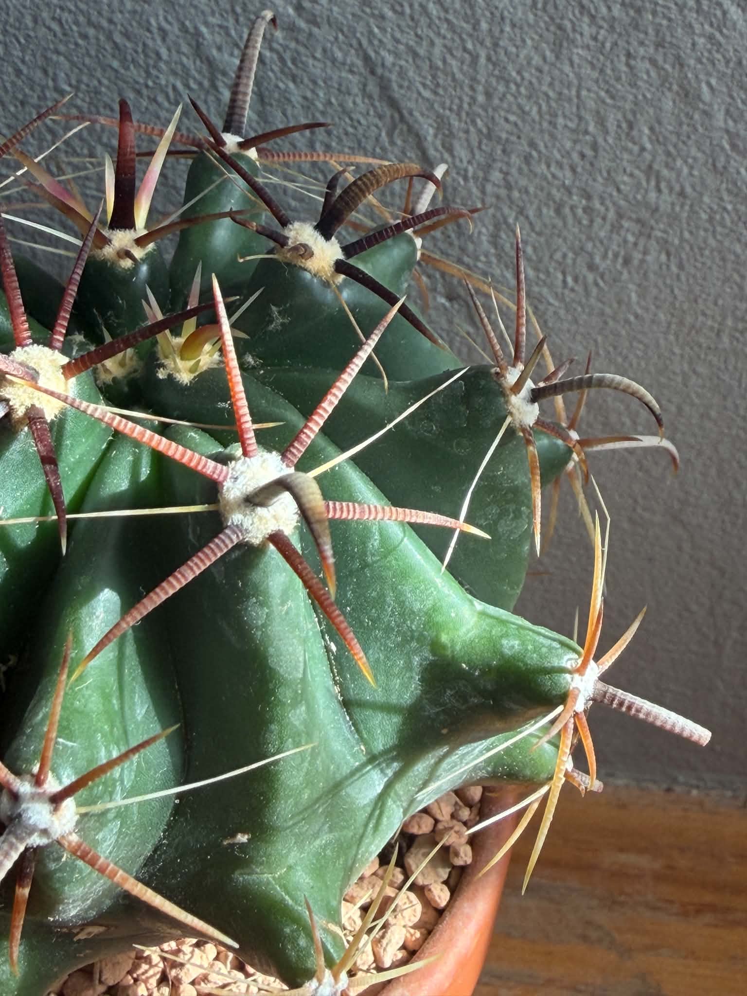 Ferocactus horridus - Image 2