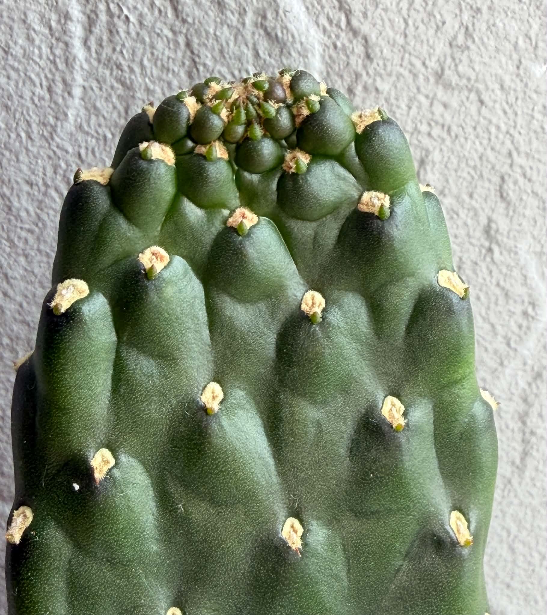 Opuntia consolea rubescens - Image 3