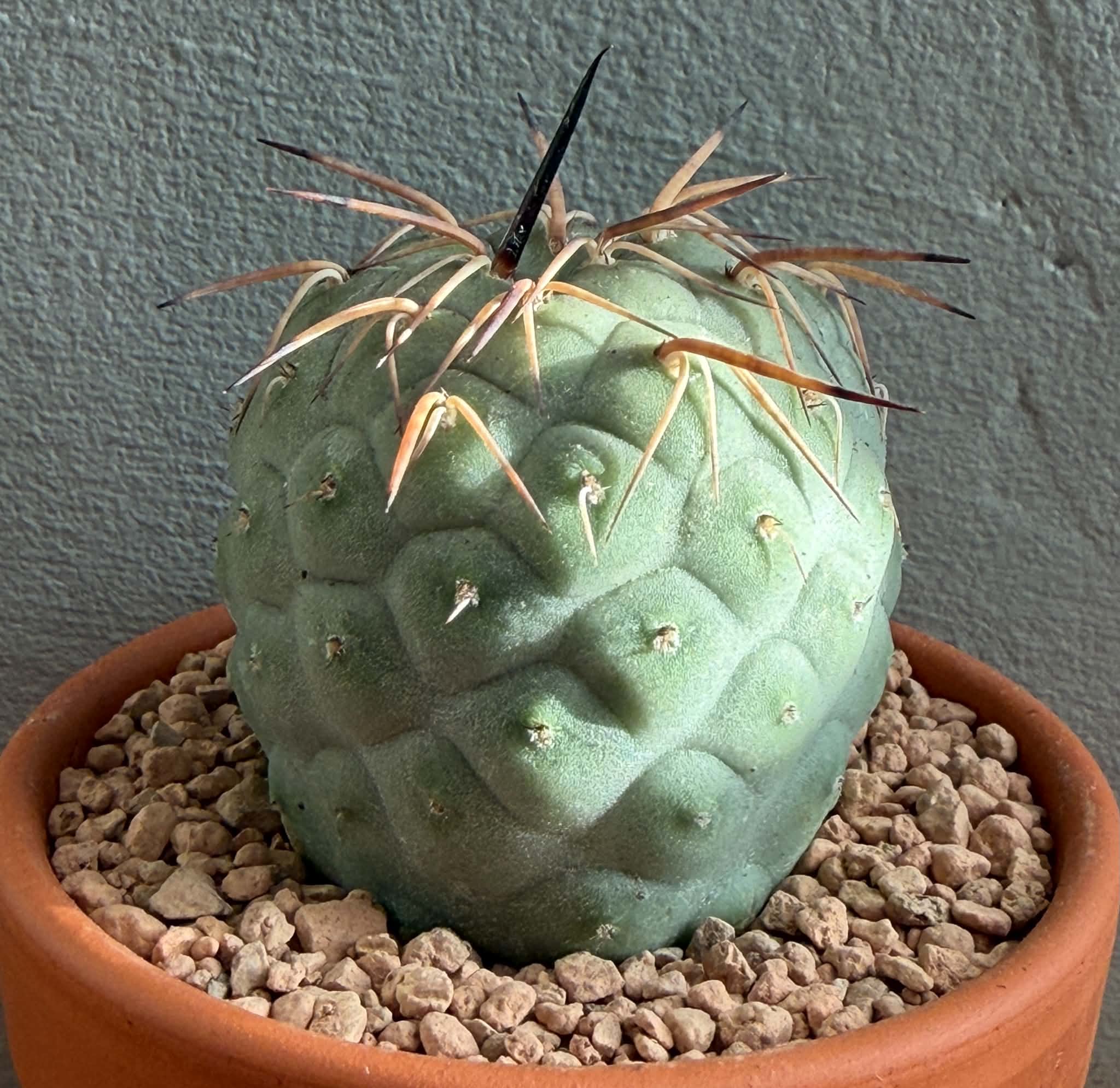 Tephrocactus geometricus - Image 2