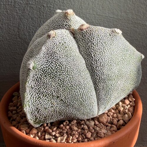 Astrophytum myriostigma "tricostatum"