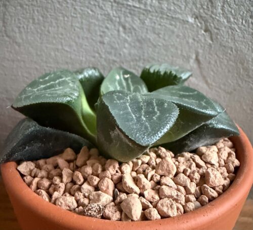 Haworthia bayeri -Japan-
