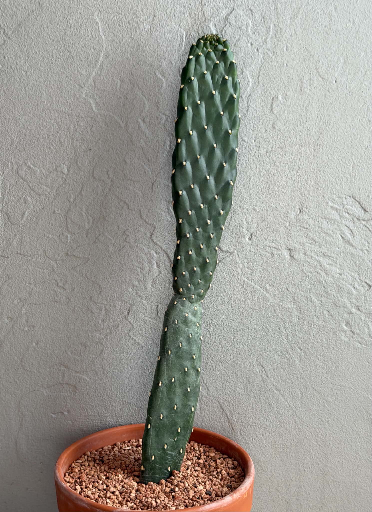 Opuntia consolea rubescens - Image 2