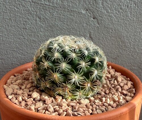 Mammillaria deherdtiana