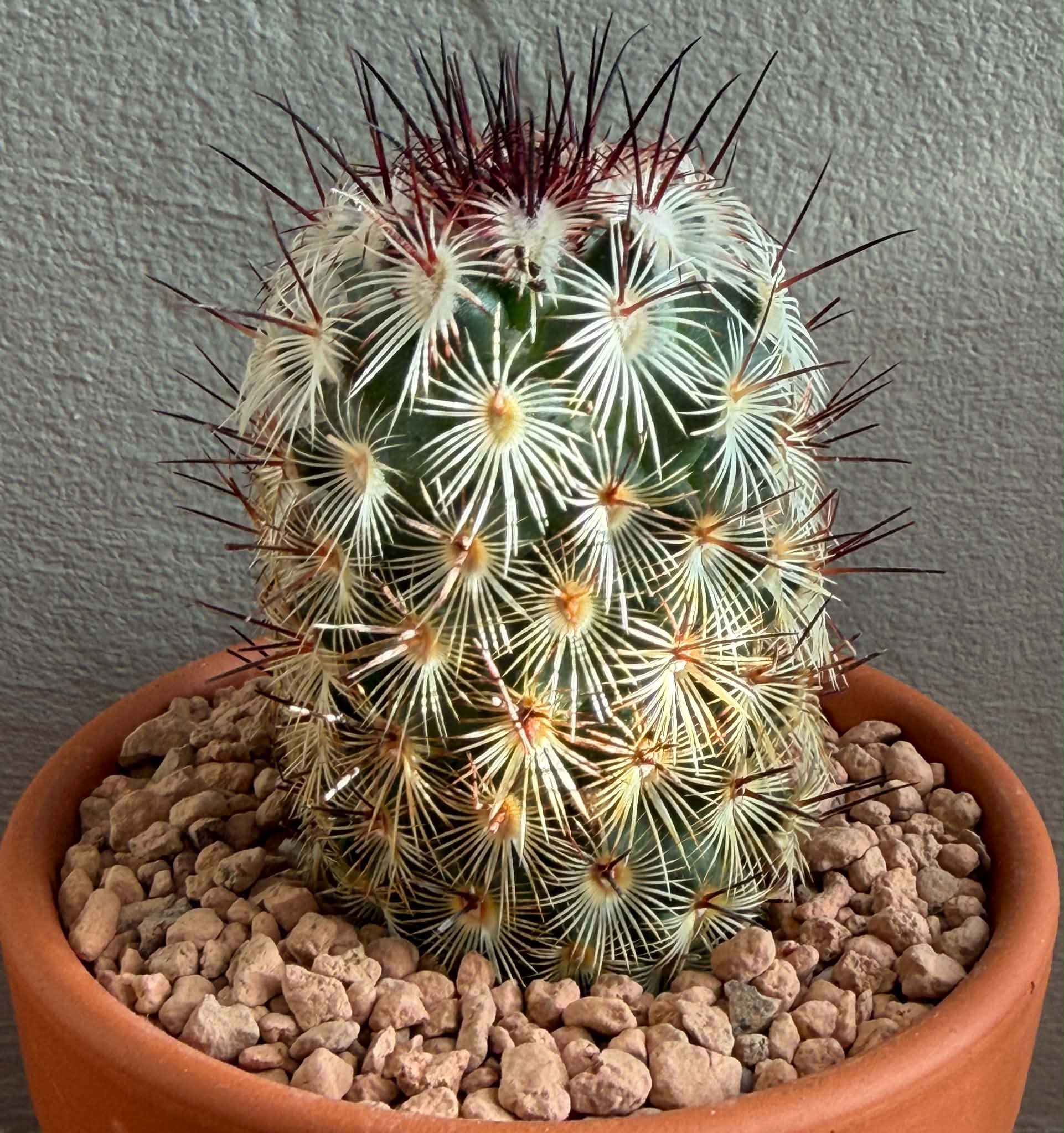 Mammillaria microhelia v. drogeana - Image 3