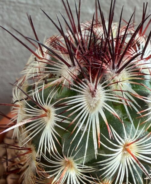 Mammillaria microhelia v. drogeana