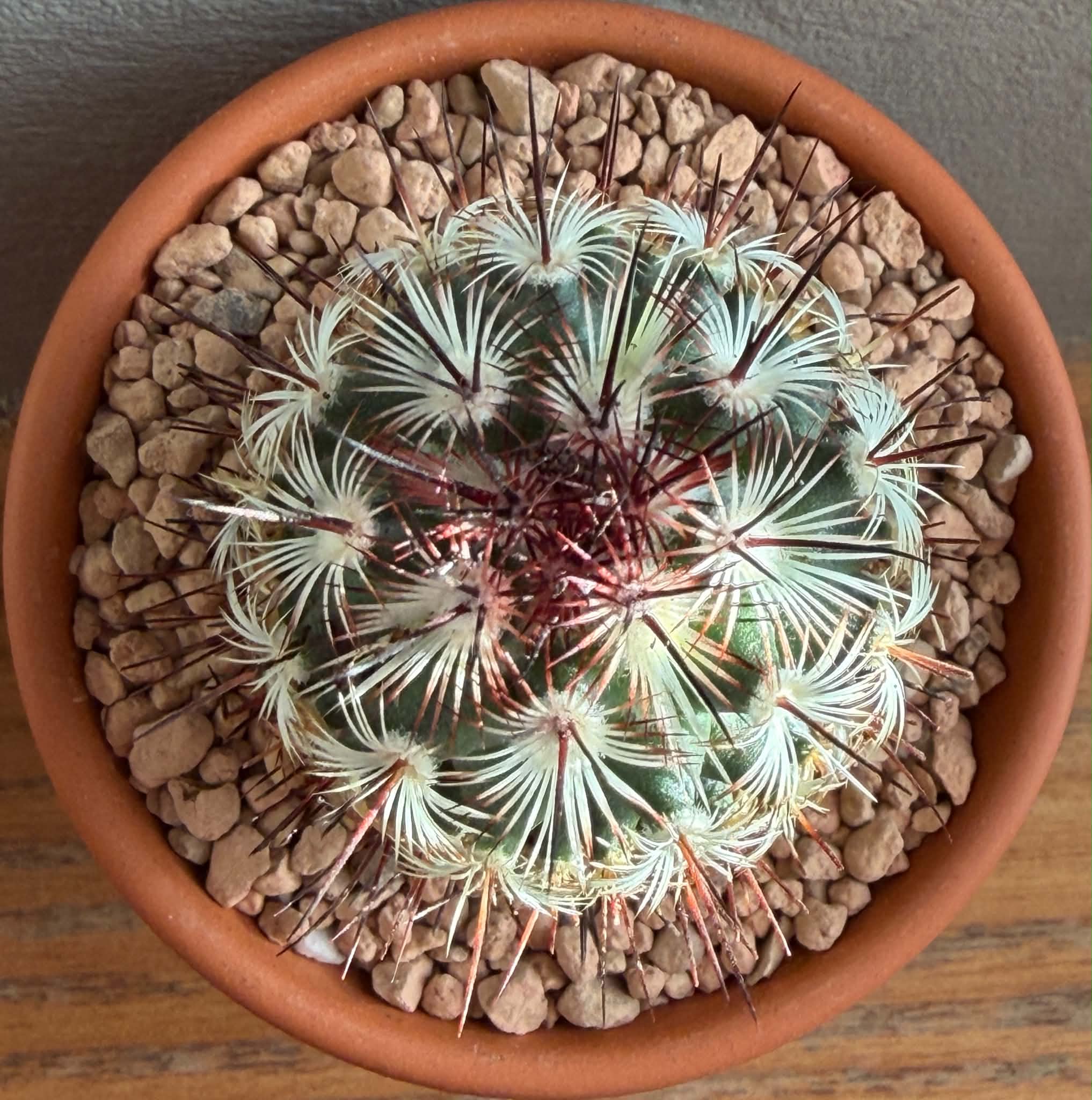 Mammillaria microhelia v. drogeana - Image 2