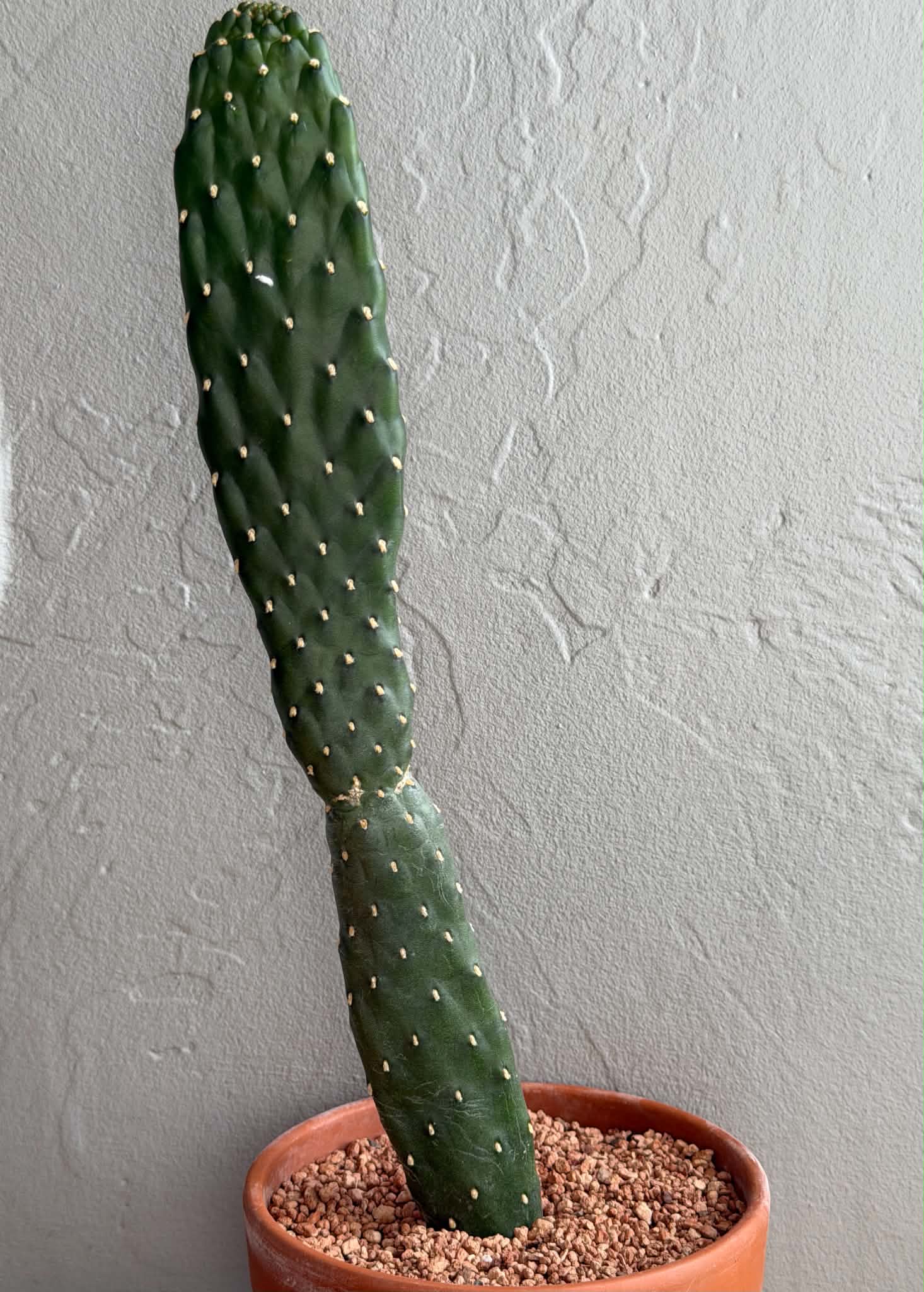 Opuntia consolea rubescens